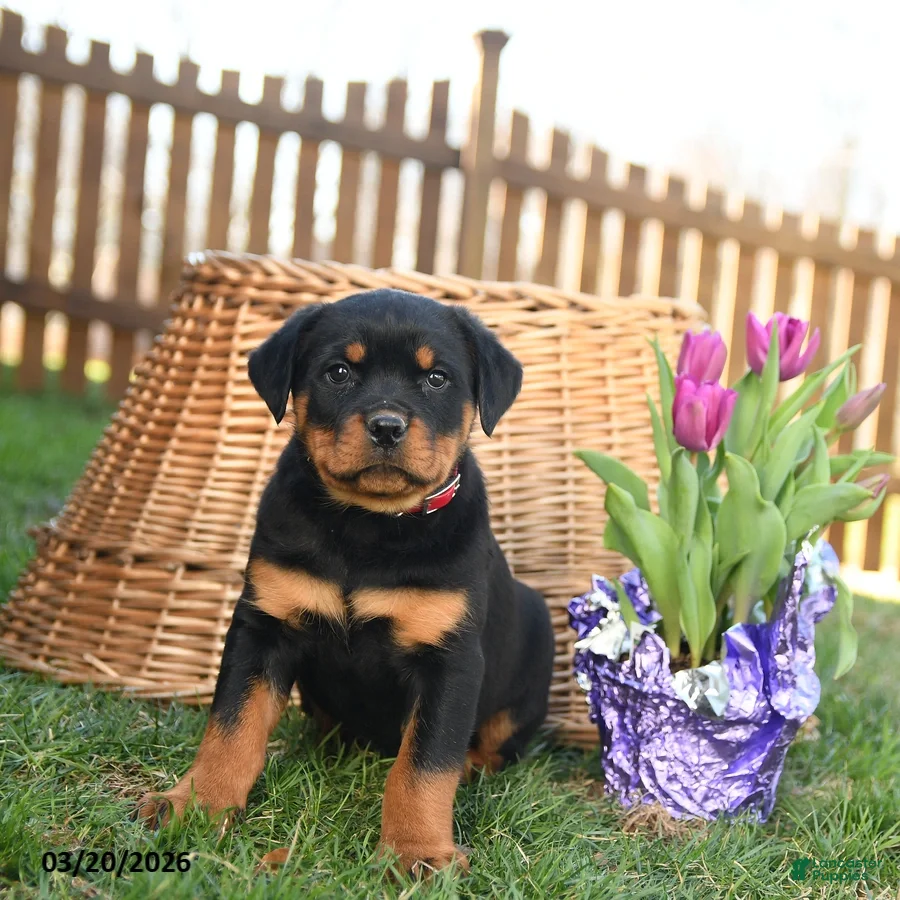 Rottweiler dogs Ladybug - Ad 1