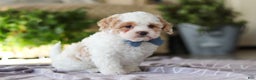 Cavapoo dogs for sale: Loki - Ad 7