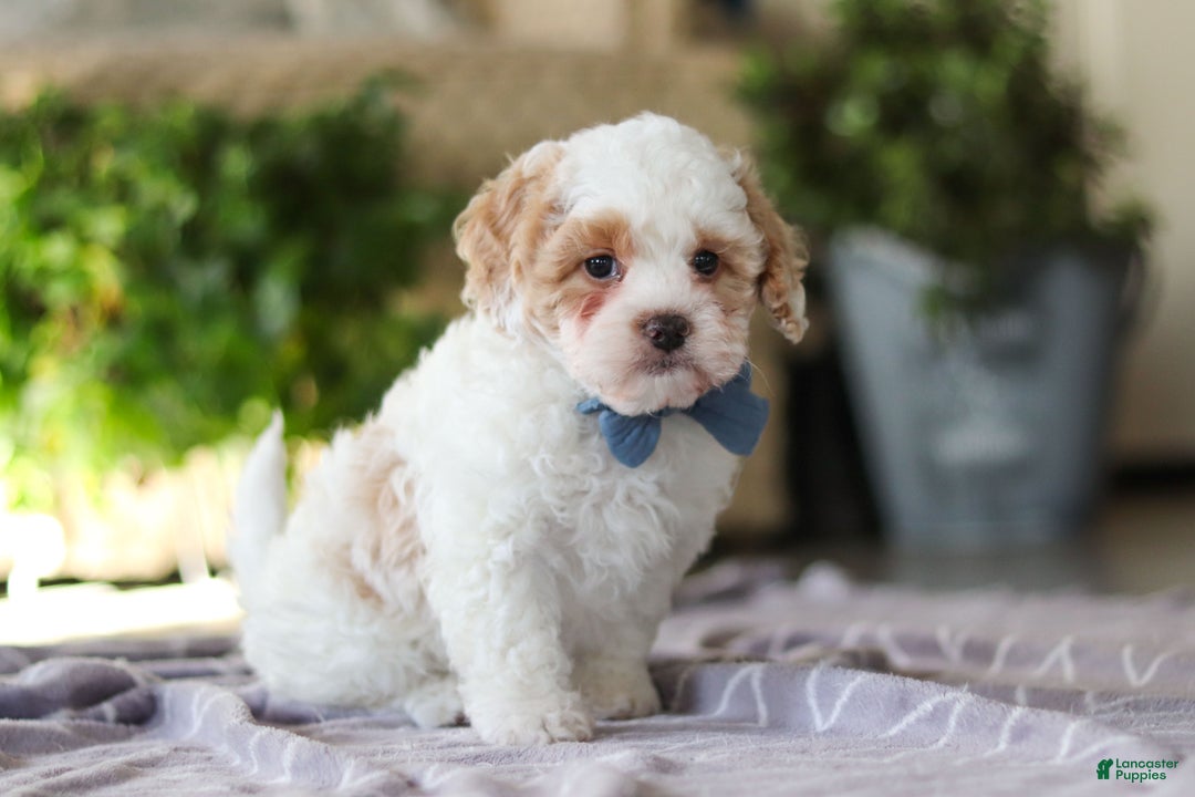 Cavapoo dogs for sale: Loki - Ad 7
