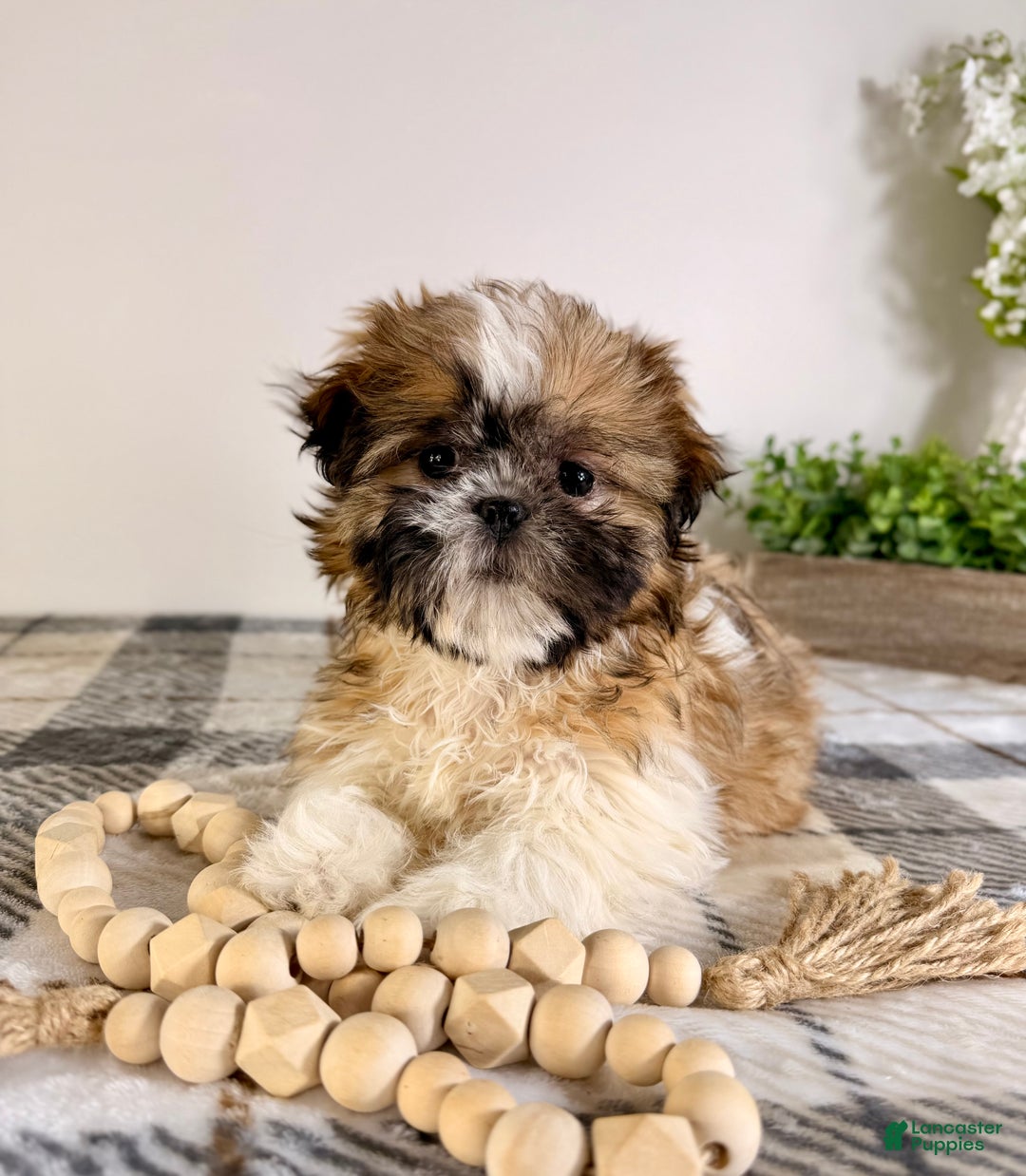 Shih Tzu dogs for sale: AKC Sassy - Ad 3