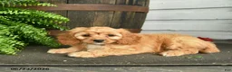 Cavapoo dogs for sale: Jasper  - Ad 4