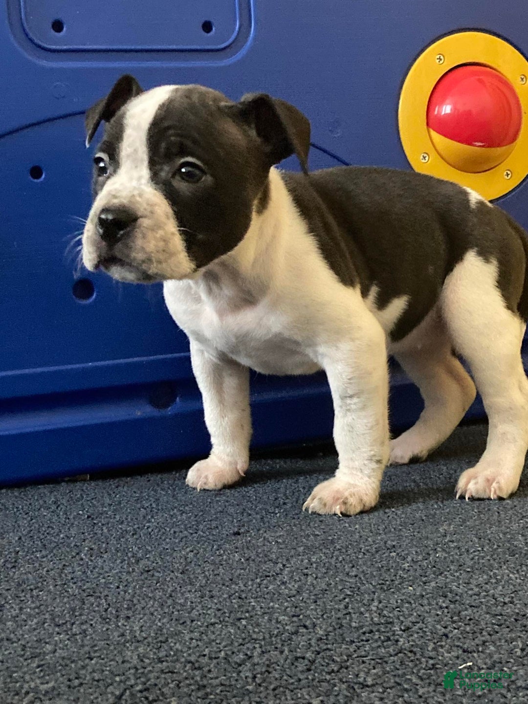 American Bully dogs for sale: Princess  - Ad 3