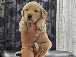 Golden Retriever dogs Golden Retriever Puppy 4 - Ad 13