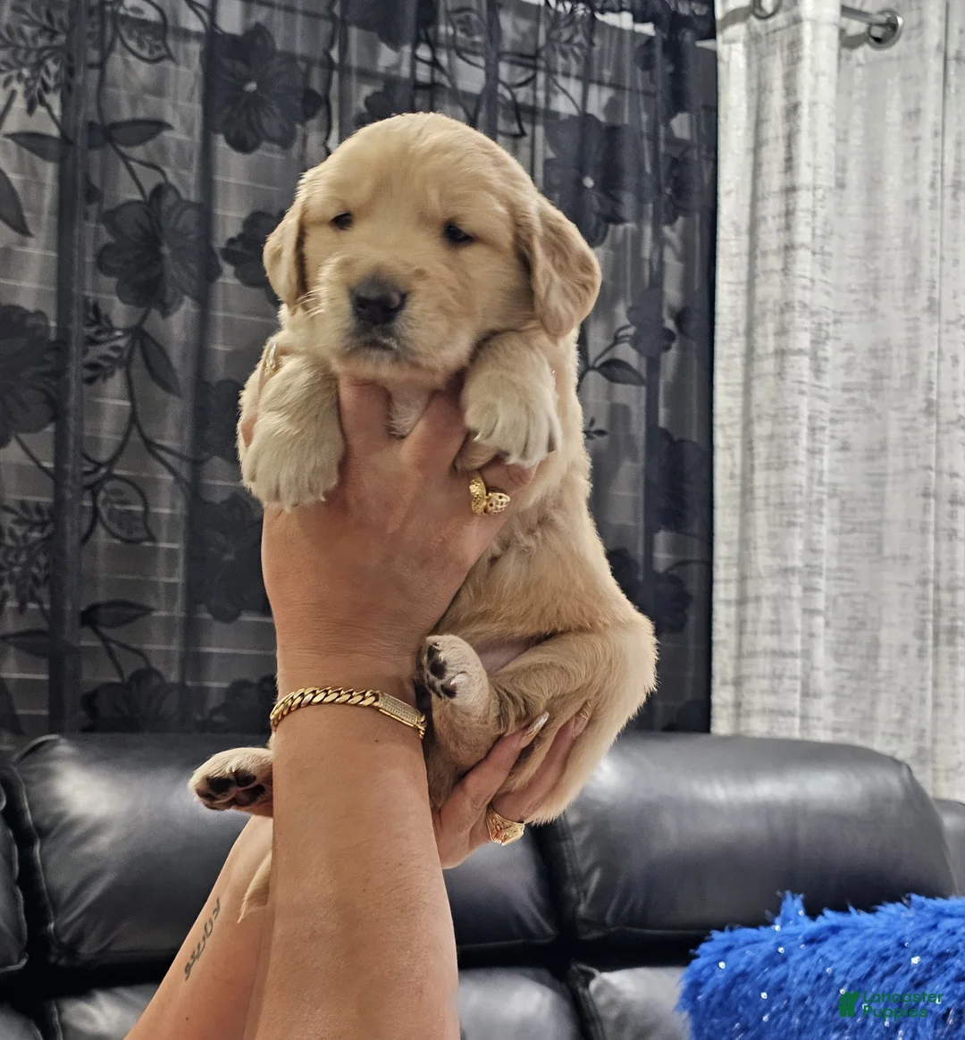 Golden Retriever dogs for sale: Golden Retriever Puppy 4 - Ad 1