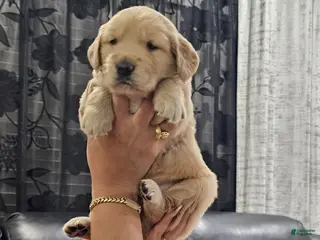 Golden Retriever dogs Golden Retriever Puppy 4 - Ad 13