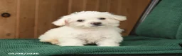 Westiepoo dogs for sale: William - Ad 4