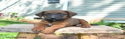 Mixed Breed dogs for sale: Stella - Ad 3