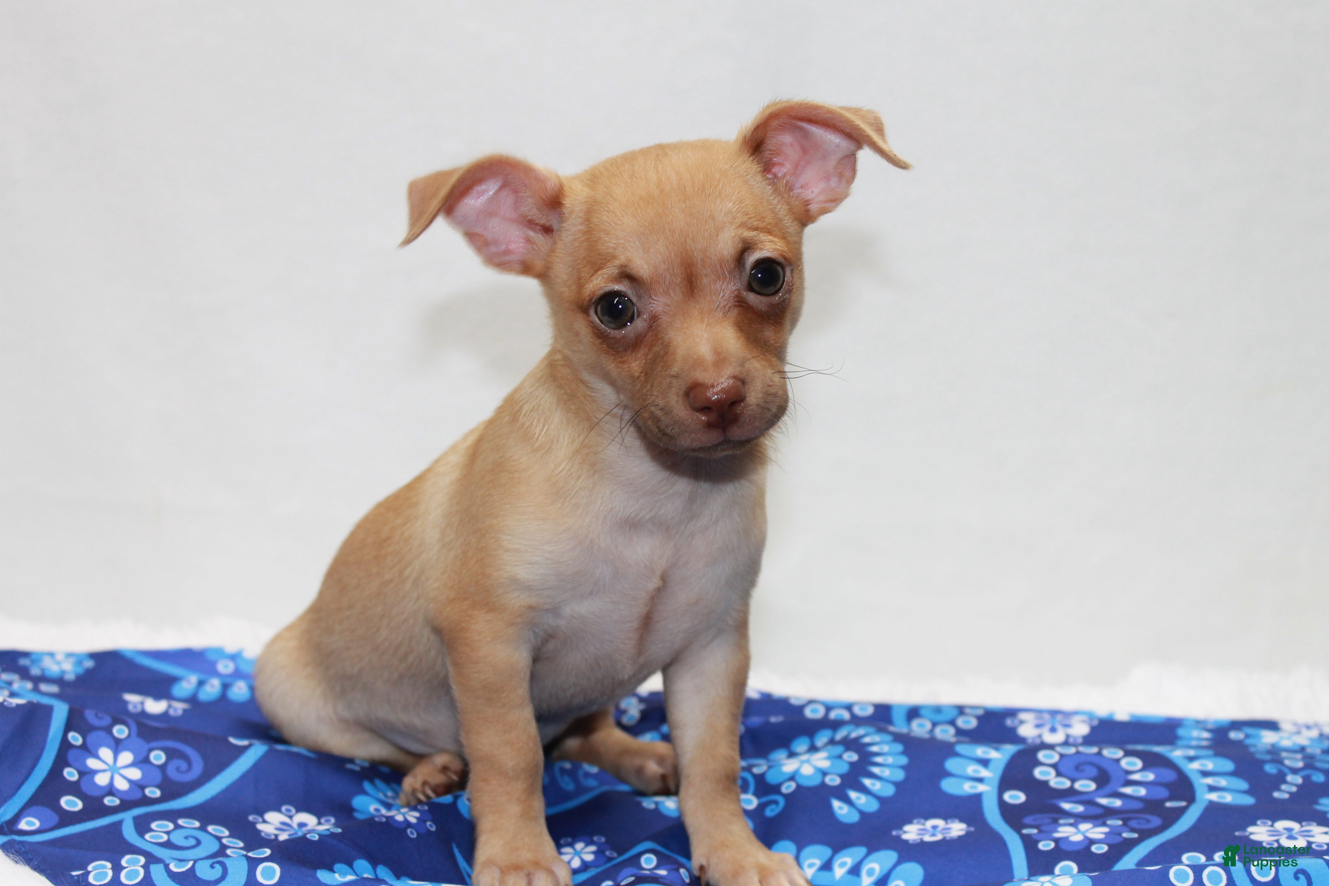 Chihuahua dogs Chihuahua 1 - Ad 2