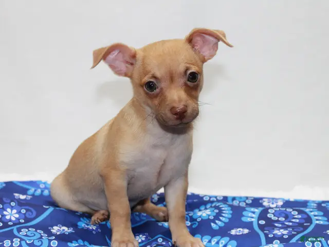 Chihuahua dogs for sale: Chihuahua 1 - Ad 2