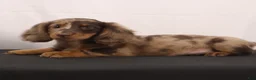 Dachshund dogs for sale: Rusty - Ad 11