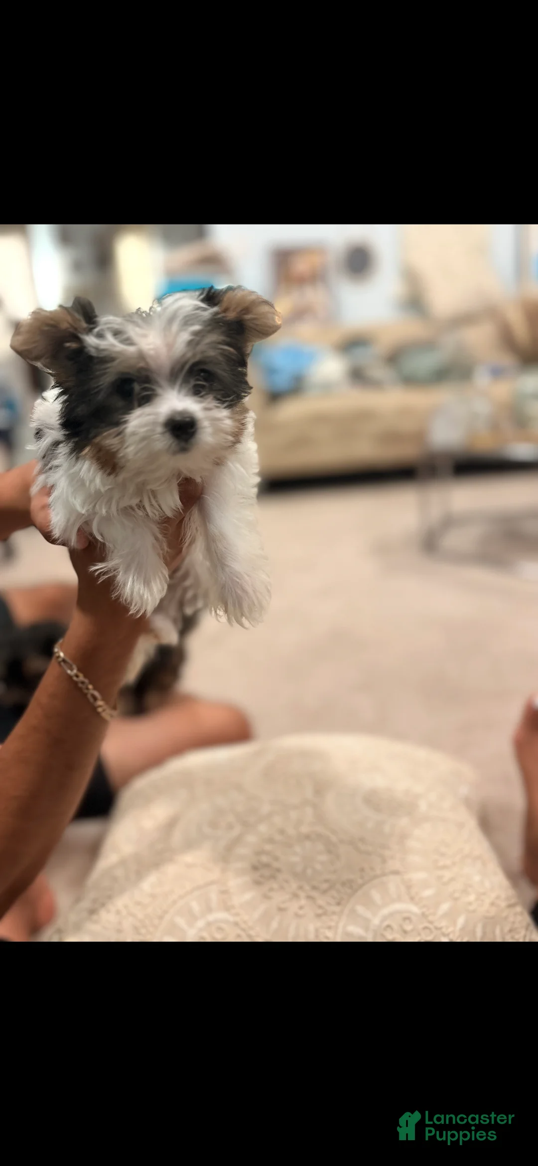 Yorkshire Terrier dogs for sale: Marshy (Mellow)  - Ad 2
