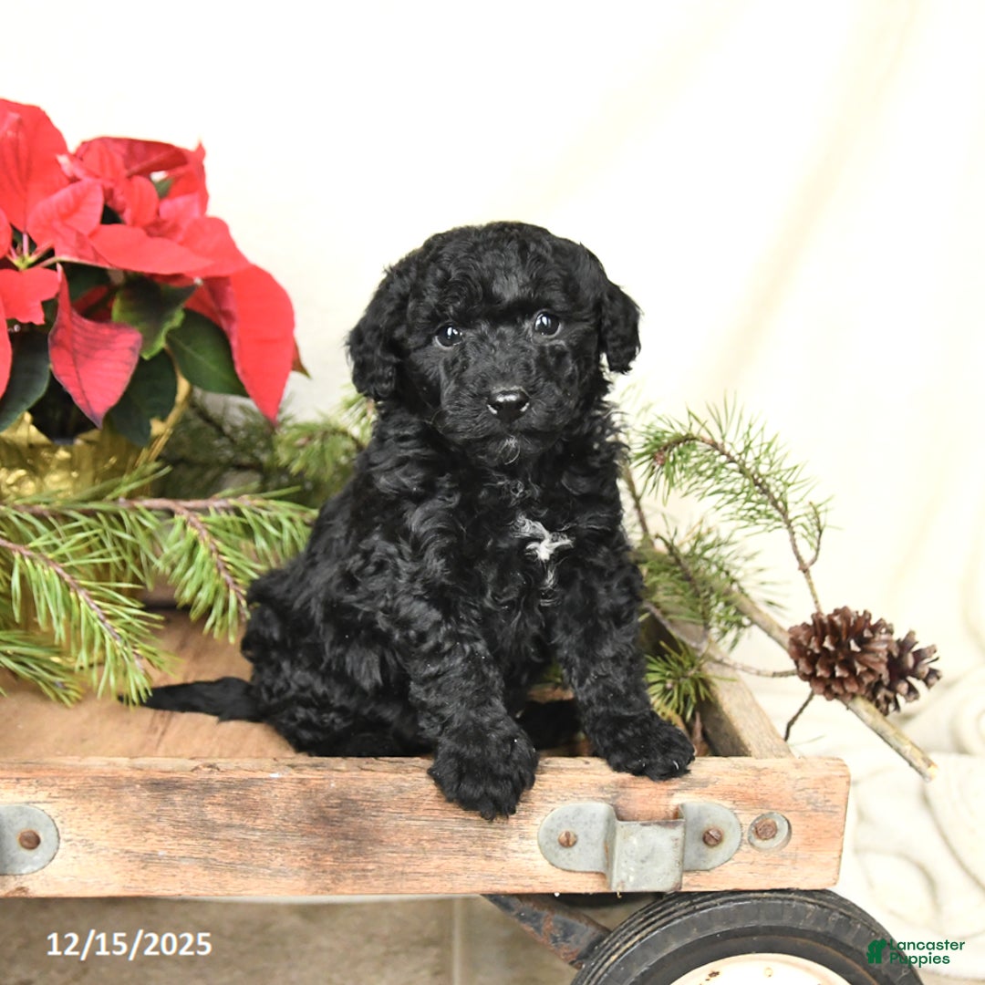 Sheltiedoodle dogs for sale: Midnight - Ad 1