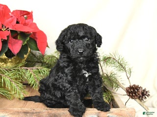 Sheltiedoodle dogs Midnight - Ad 5