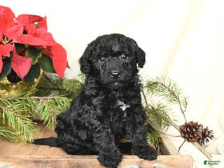 Sheltiedoodle dogs Midnight - Ad 3