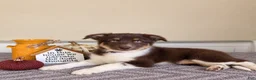 Australian Shepherd dogs for sale: Maisie - Ad 3
