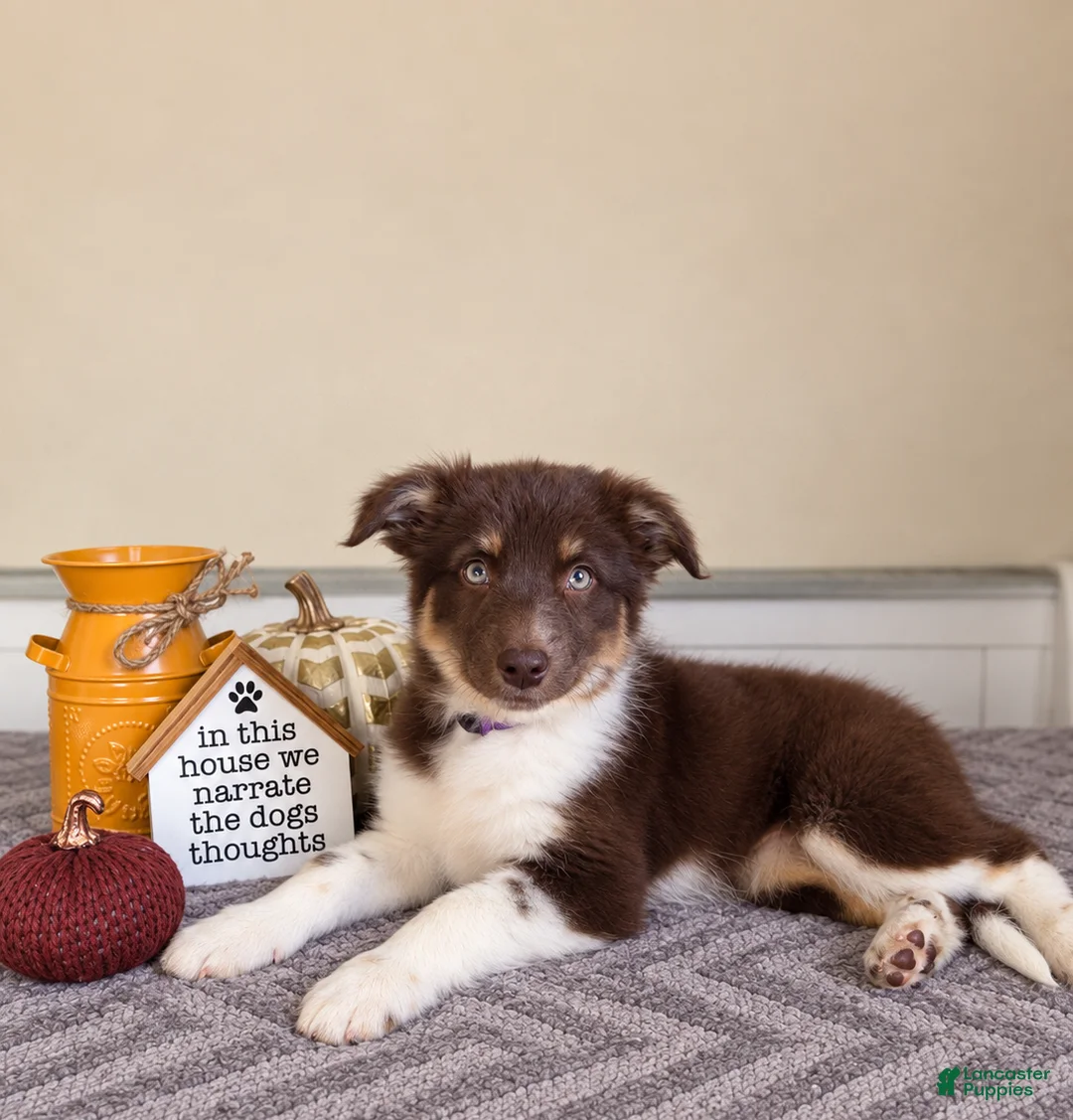 Australian Shepherd dogs for sale: Maisie - Ad 3
