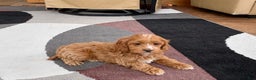 Cockapoo dogs for sale: Cockapoo female 1 - Ad 3