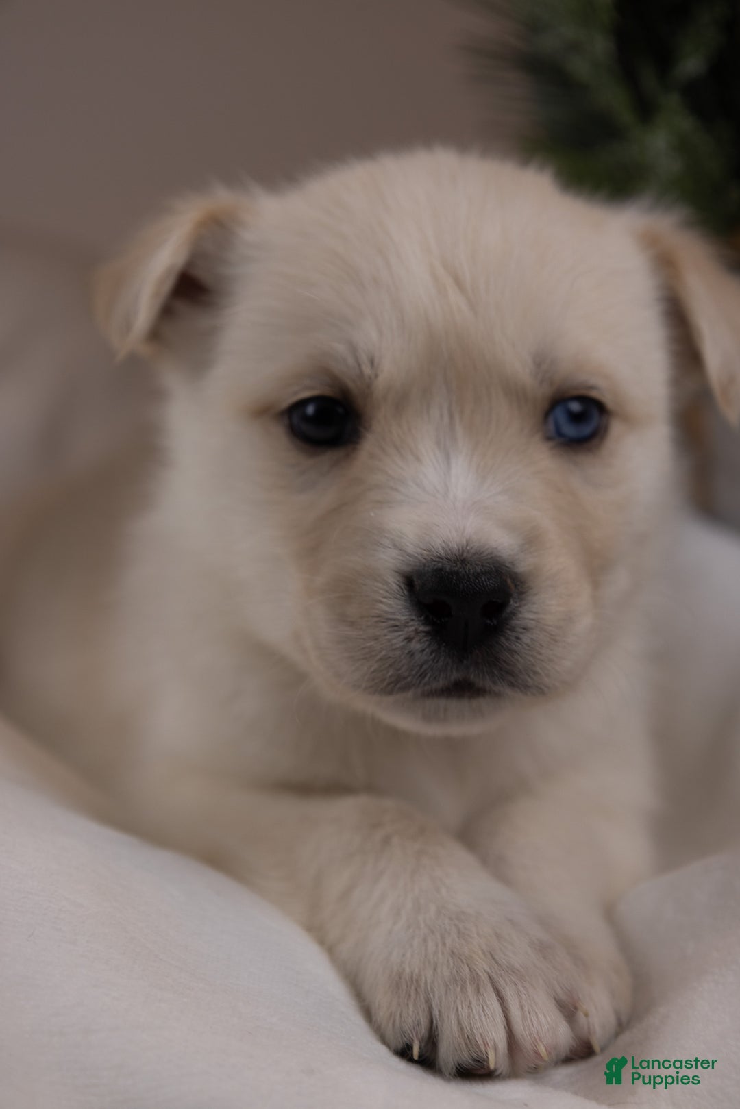 Goberian dogs for sale: Frosty - Ad 2