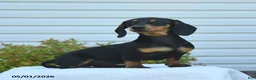 Miniature Dachshund dogs for sale: Yancy - Ad 3