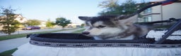 Alaskan Malamute dogs for sale: Dong Dong - Ad 5