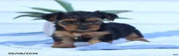 Yorkshire Terrier dogs for sale: Snickers - Ad 4