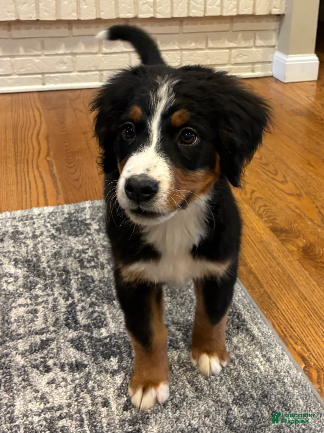 Bernese Mountain Dog dogs for sale: Bernese Mountain Dog Puppy 8 - Ad 1