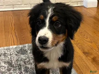 Bernese Mountain Dog dogs for sale: Bernese Mountain Dog Puppy 8 - Ad 3