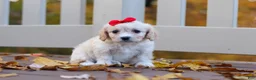 Cavachon dogs for sale: Sadie - Ad 4