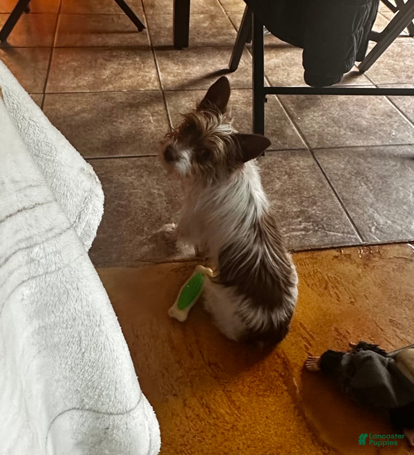 Yorkshire Terrier dogs AKC Cash - Ad 1