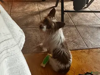 Yorkshire Terrier dogs for sale: AKC Cash - Ad 1