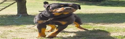 Rottweiler dogs for sale: Rolo - Ad 4