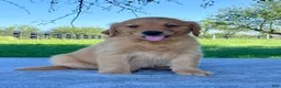 Golden Retriever dogs for sale: Izzy - Ad 5