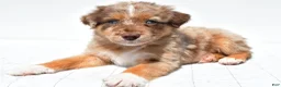 Australian Shepherd dogs for sale: Lee - Ad 7