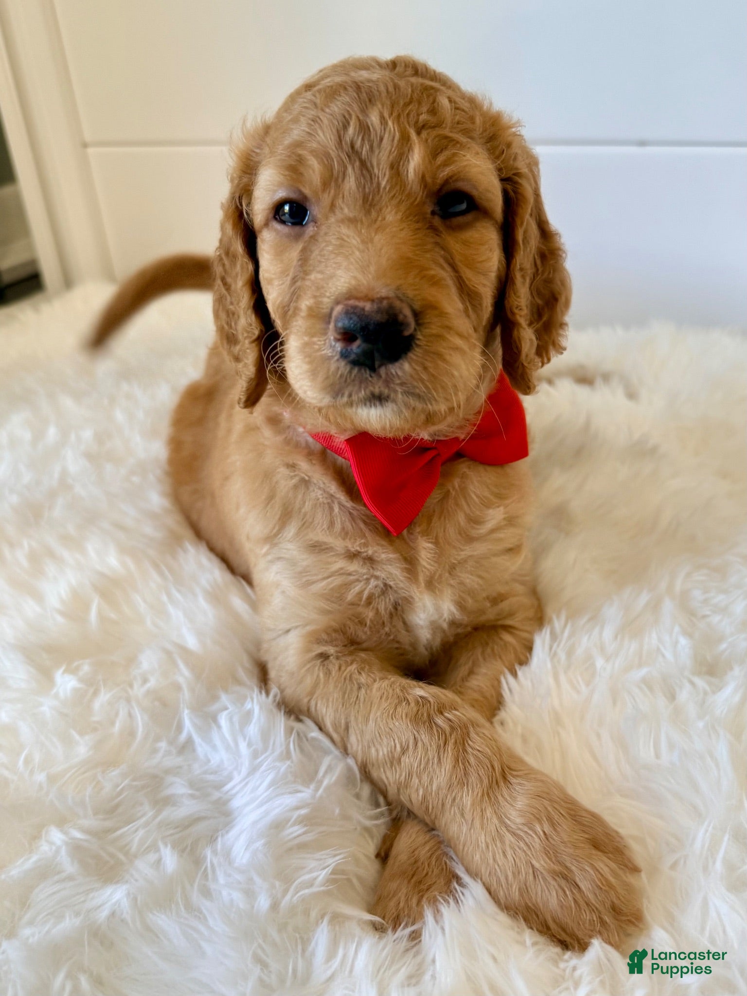 Goldendoodle dogs Red Girl - Ad 41