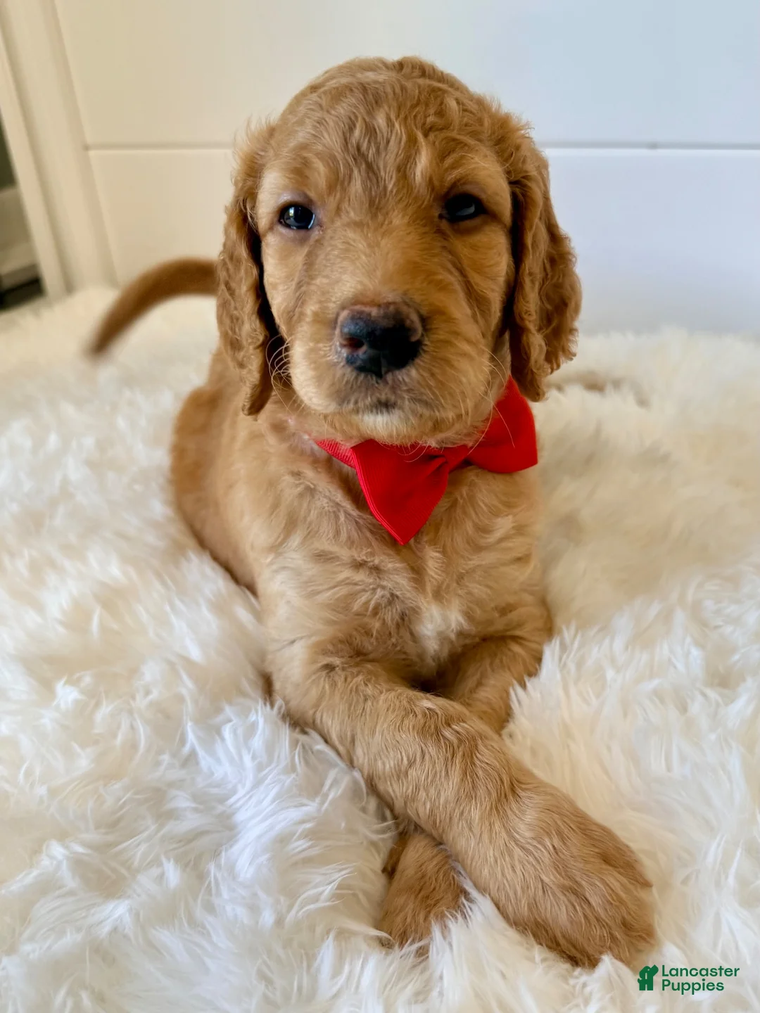 Goldendoodle dogs for sale: Red Girl - Ad 1