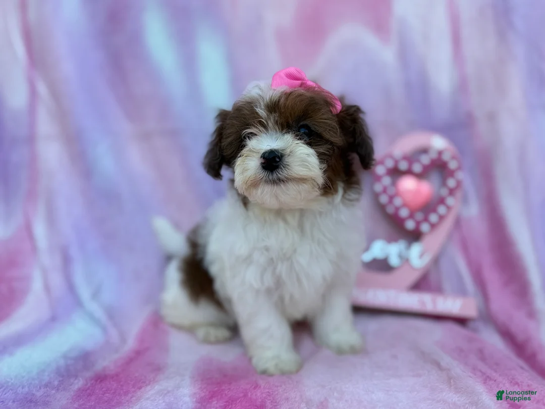 Shihpoo dogs for sale: Zuma - Ad 7