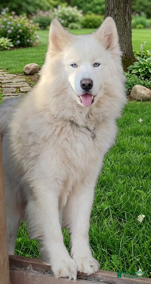 Siberian Husky dogs Snowball (stud service) - Ad 3