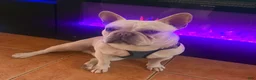 French Bulldog dogs for sale: French Bulldog 1 - Ad 2