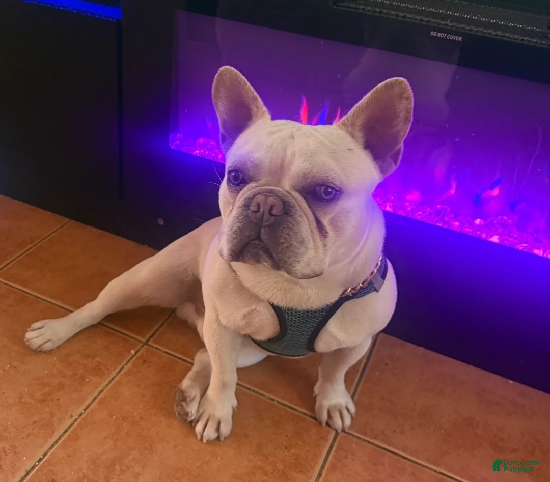 French Bulldog dogs for sale: French Bulldog 1 - Ad 2