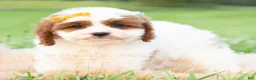 Cavapoo dogs for sale: Toby - Ad 4