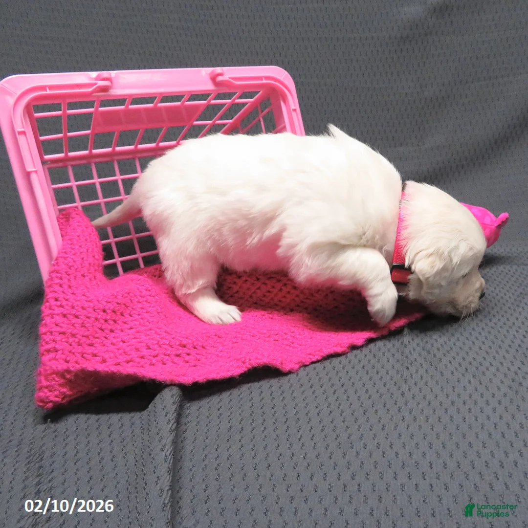 Golden Retriever dogs for sale: Missy - Ad 9