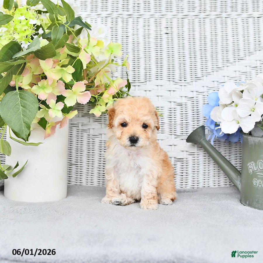 Mini Aussiedoodle dogs for sale: Buddy - Ad 1