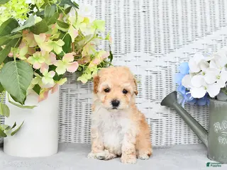 Mini Aussiedoodle dogs for sale: Buddy - Ad 1