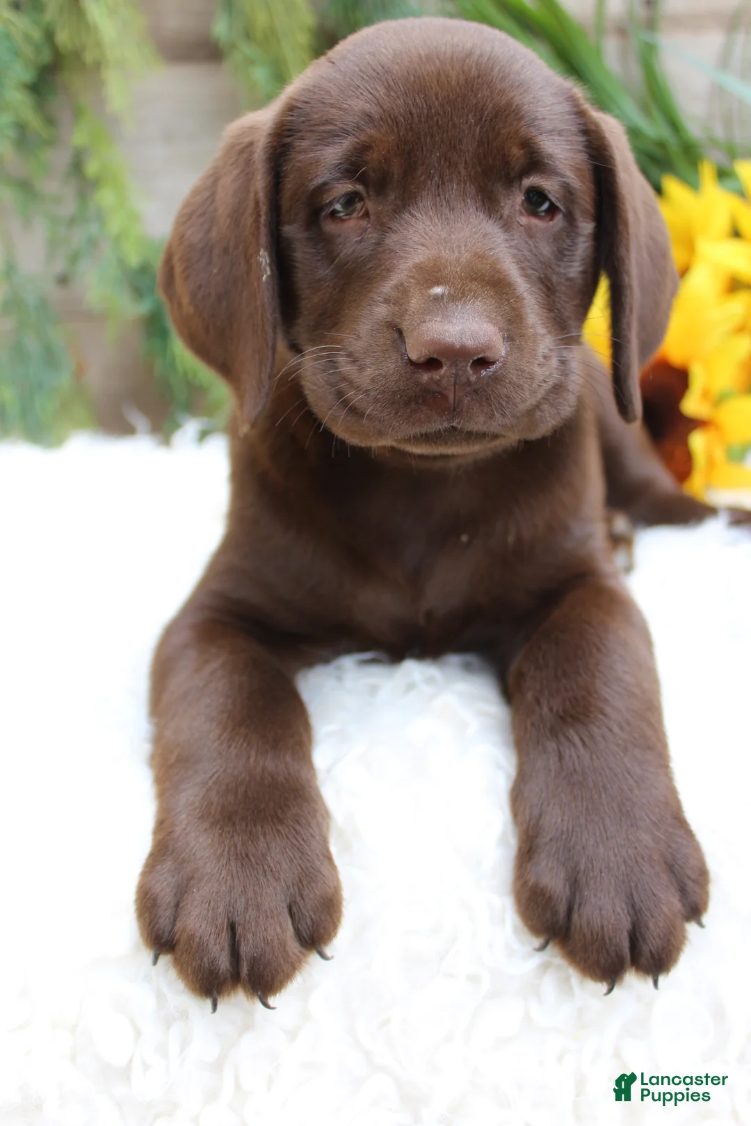 Labrador Retriever dogs for sale: Monica - Ad 1