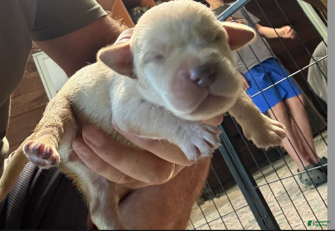 Labrador Retriever dogs for sale: Labrador Retriever 6 - Ad 1