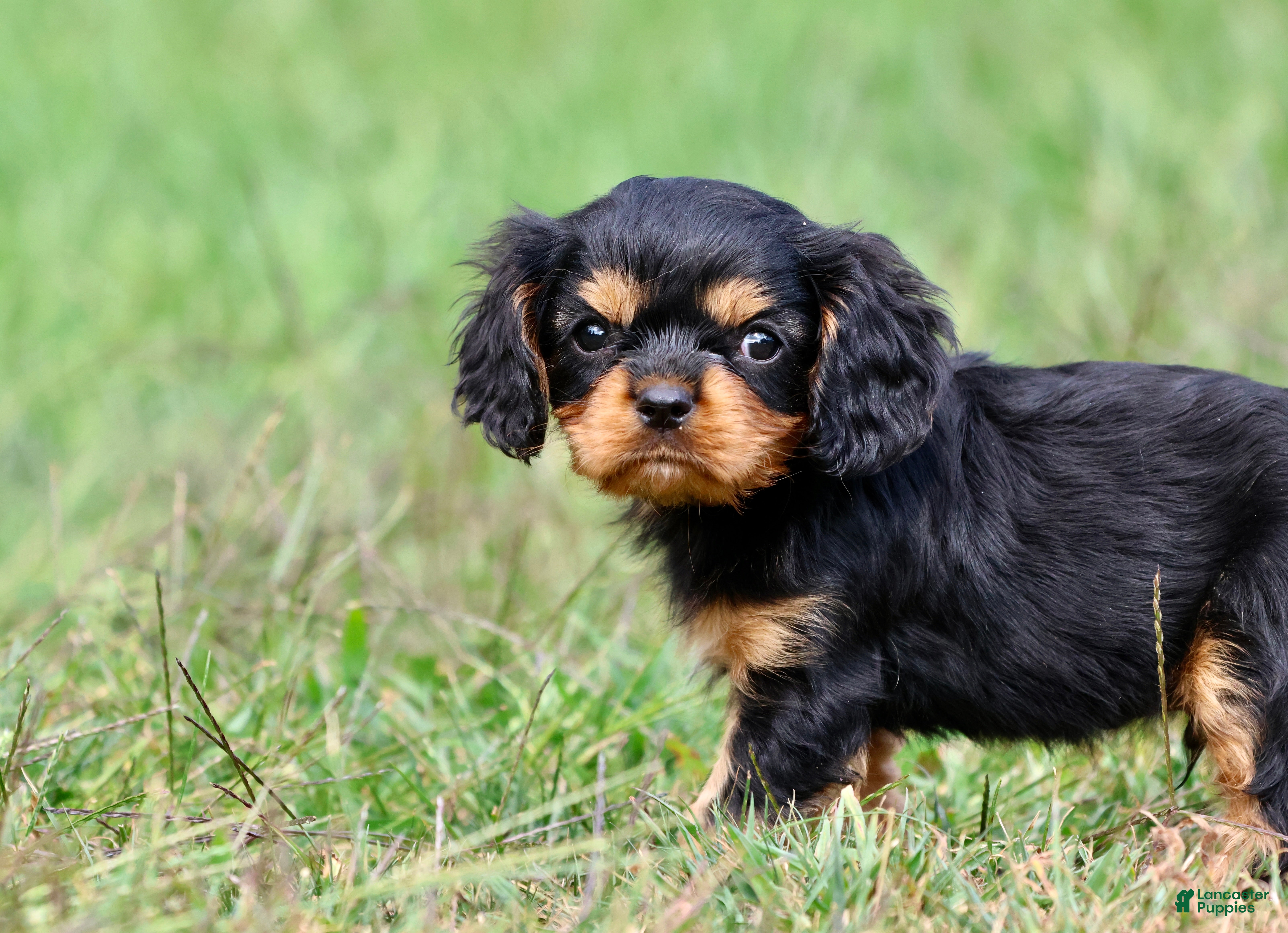 Cavalier King Charles Spaniel dogs Stranton - Ad 1
