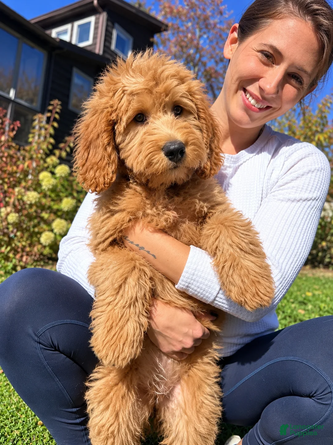 Goldendoodle dogs for sale: Sophie von BridleWoof  - Ad 2