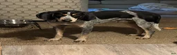 Coonhound dogs for sale: Eli blue tick coonhound  - Ad 2