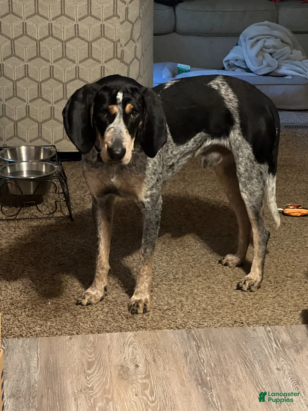 Coonhound dogs for sale: Eli blue tick coonhound  - Ad 2