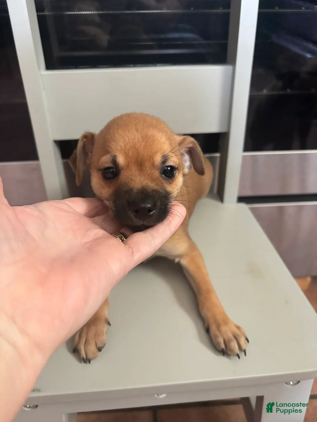 Chihuahua dogs for sale: Chihuahua Puppy 3 - Ad 8